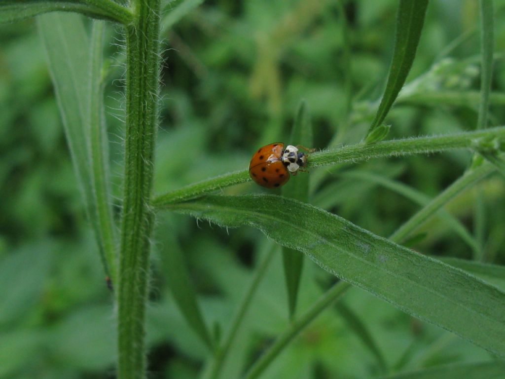 Anatis ocellata? No, Harmonia axyridis