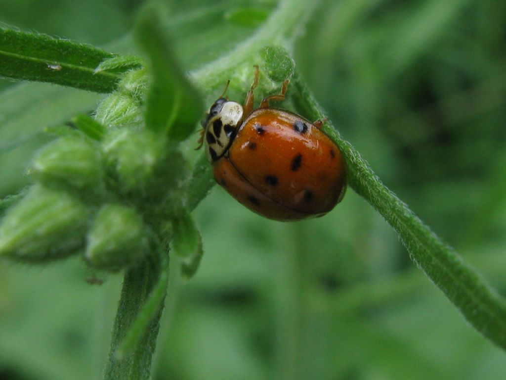 Anatis ocellata? No, Harmonia axyridis