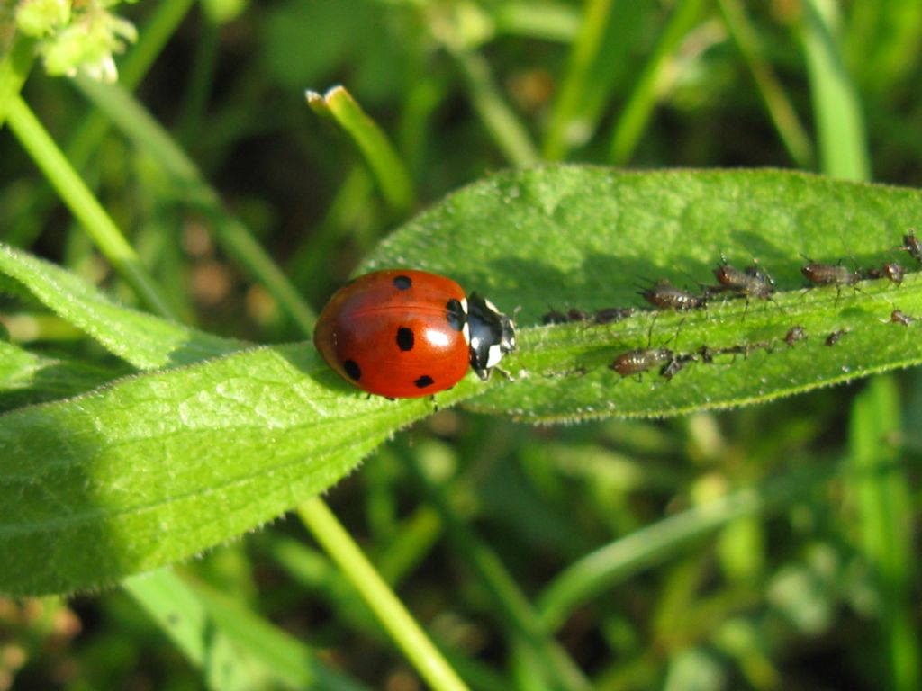 Coccinellidae: Harmonia axyridis?  No, Coccinella septempunctata