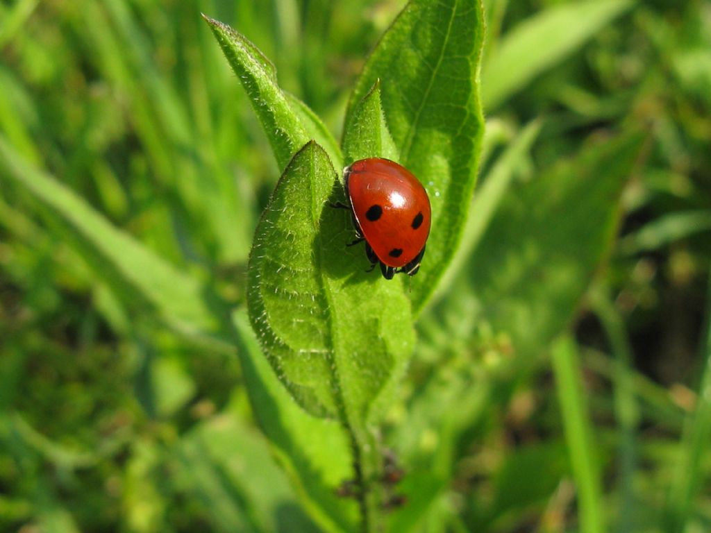 Coccinellidae: Harmonia axyridis?  No, Coccinella septempunctata