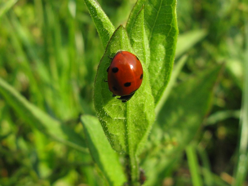 Coccinellidae: Harmonia axyridis?  No, Coccinella septempunctata