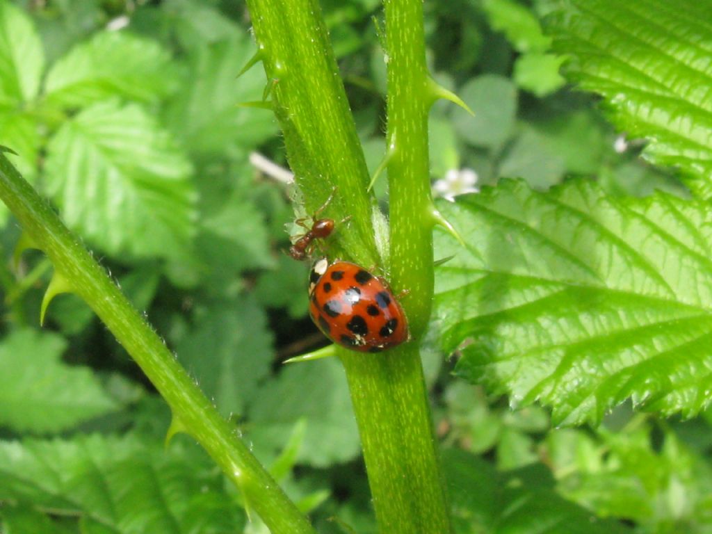 Coccinellidae:  Harmonia axyridis