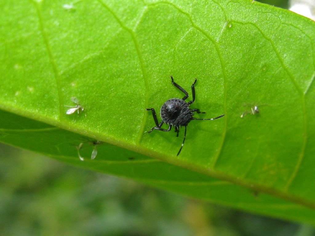 tutti Halyomorpha halys? S, tutti diversi stadi di neanide/ninfa