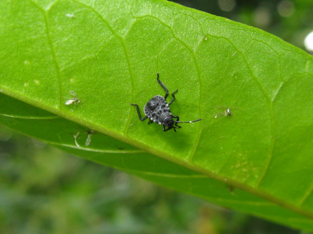 tutti Halyomorpha halys? S, tutti diversi stadi di neanide/ninfa