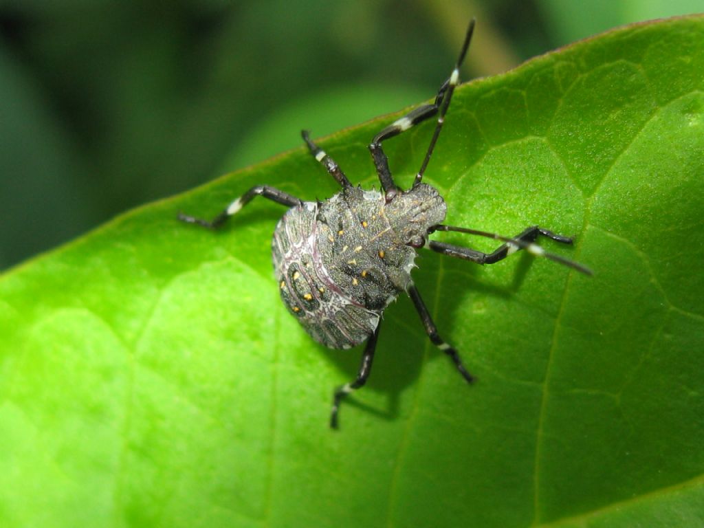 tutti Halyomorpha halys? S, tutti diversi stadi di neanide/ninfa