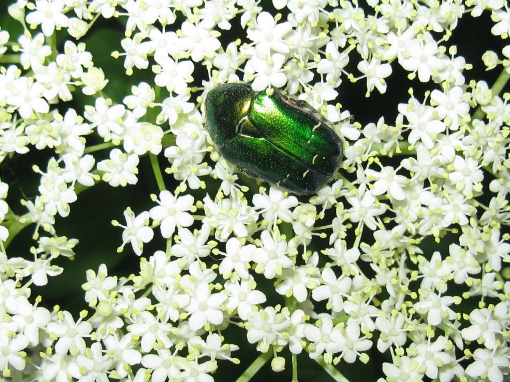 Cetonia aurata pisana