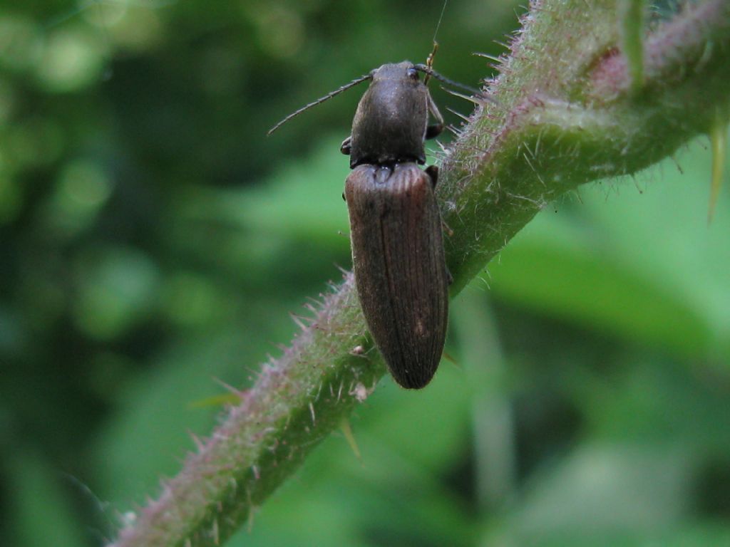 Elateridae: Athous sp.