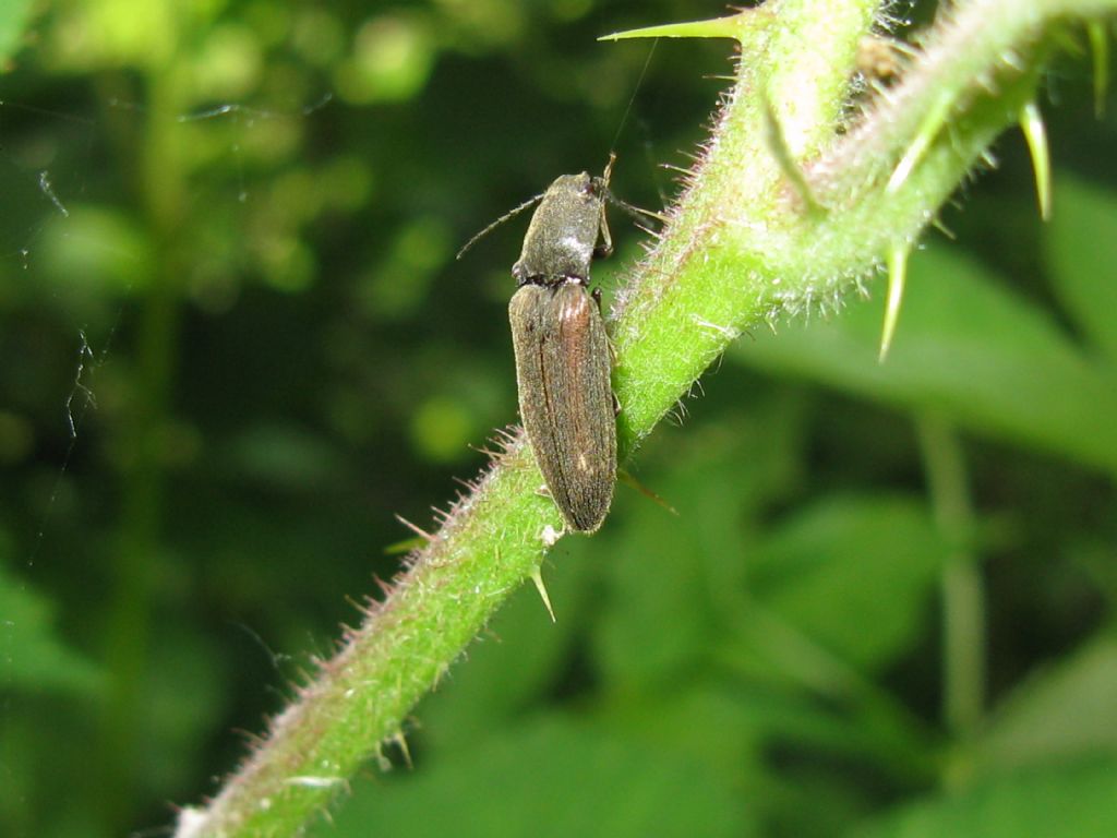 Elateridae: Athous sp.