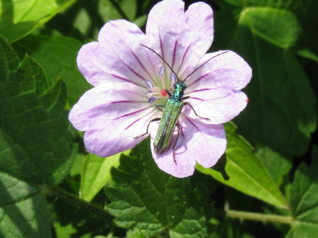 Oedemera nobilis, femmina