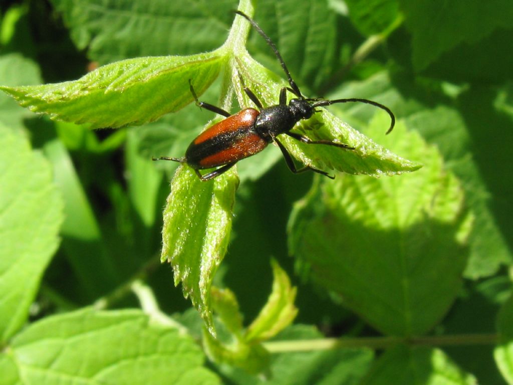 Cerambycidae: Stenurella melanura, femmina?  S !