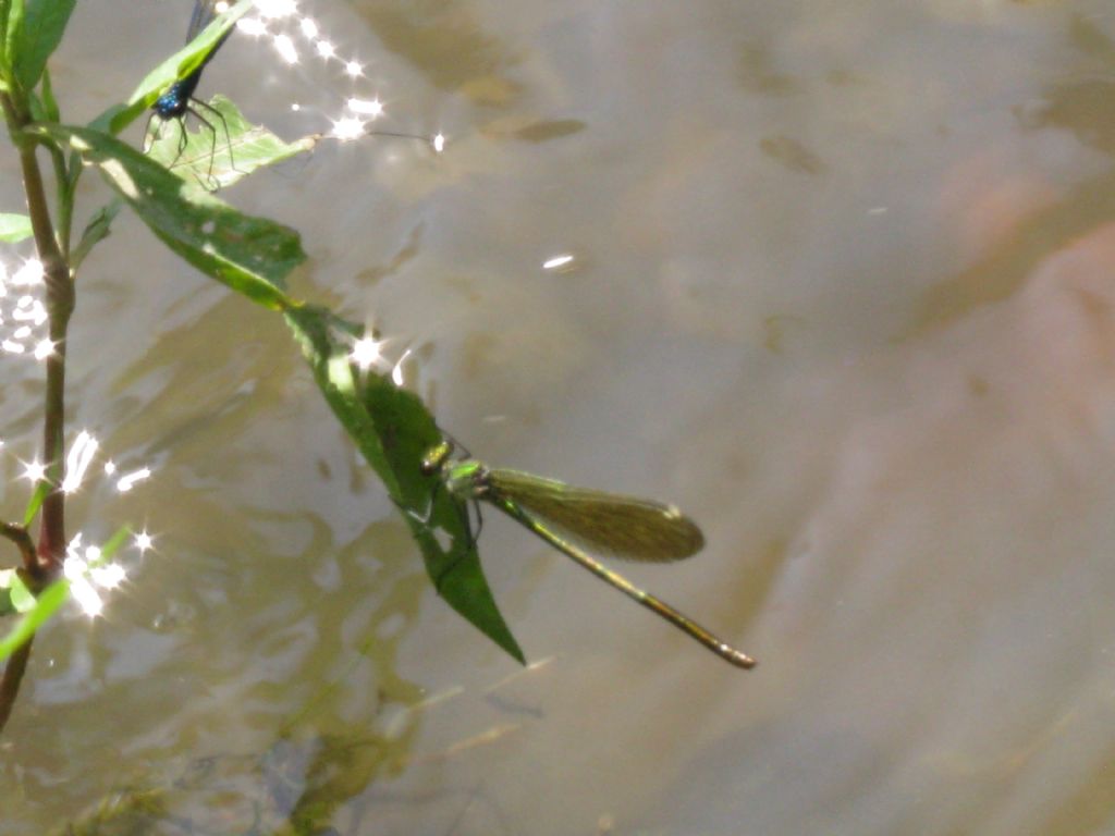 Calopteryx splendens?