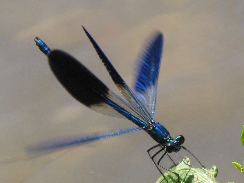 Calopteryx splendens?