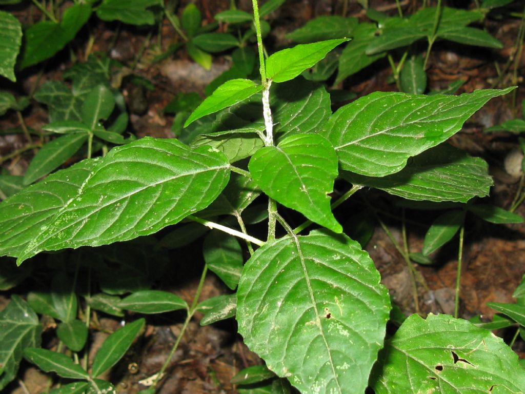 Sottobosco nel Parco di Monza - Circaea lutetiana