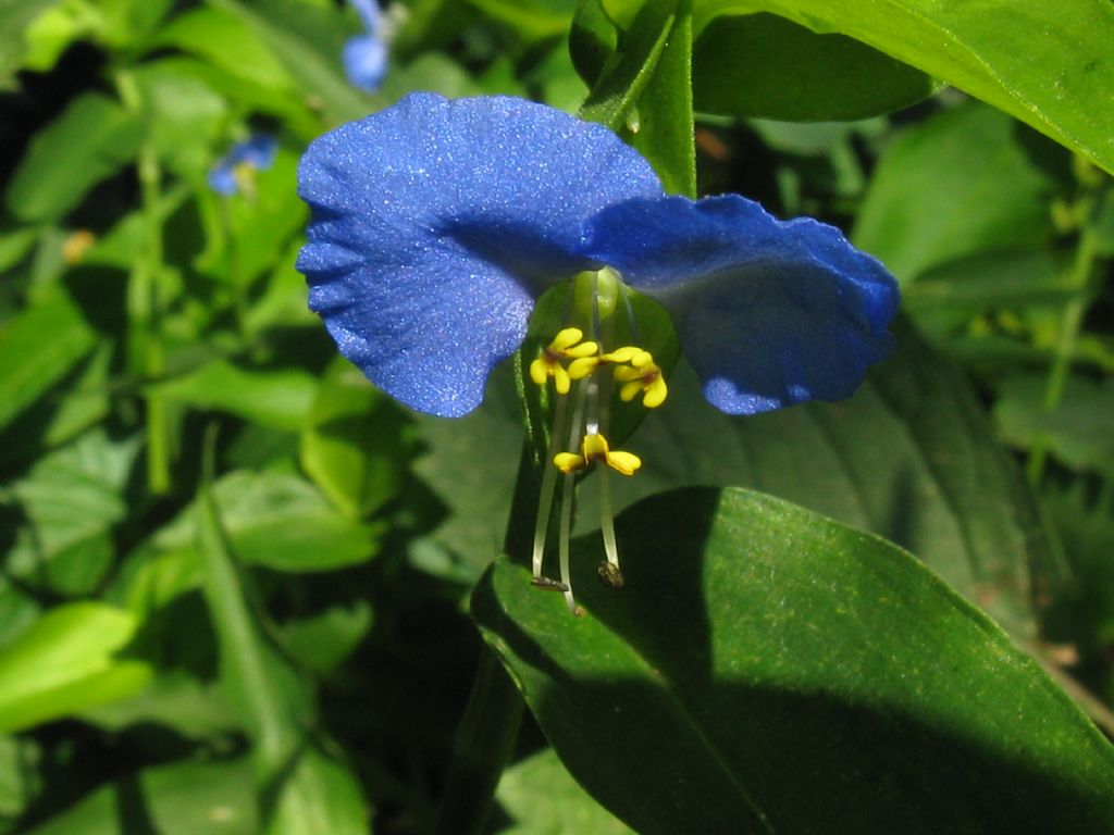 sottobosco lungo una strada in paese - Commelina communis