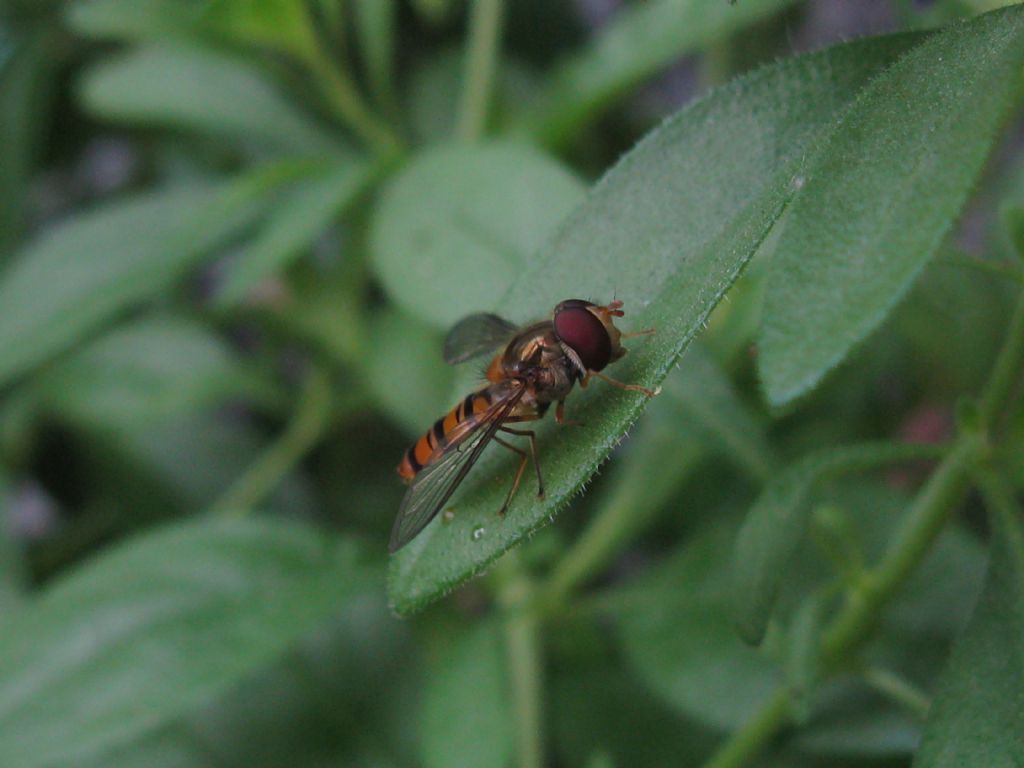 Syrphidae: Episyrphus balteatus, maschio