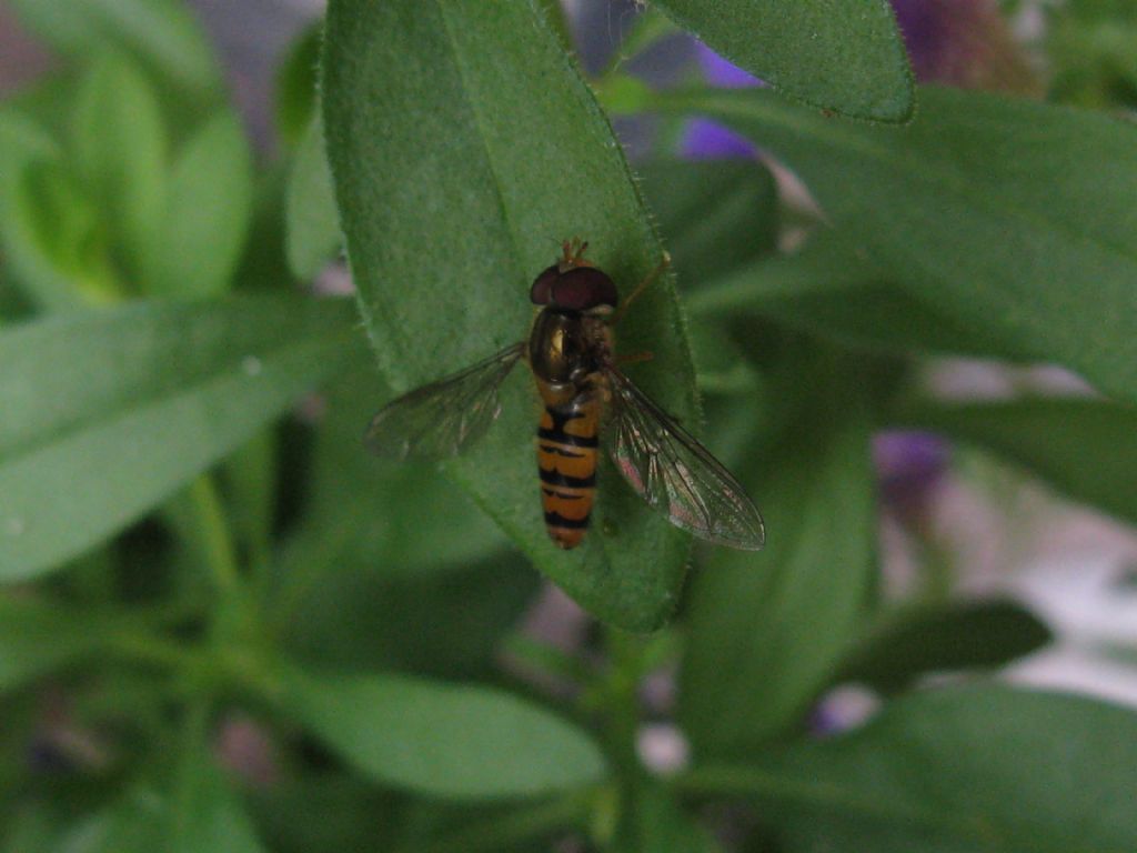 Syrphidae: Episyrphus balteatus, maschio