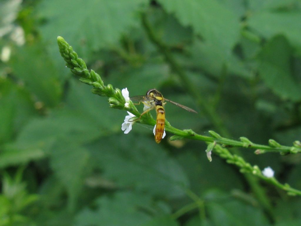 Diptera-Syrphidae? Si, Sphaerophoria scripta maschio