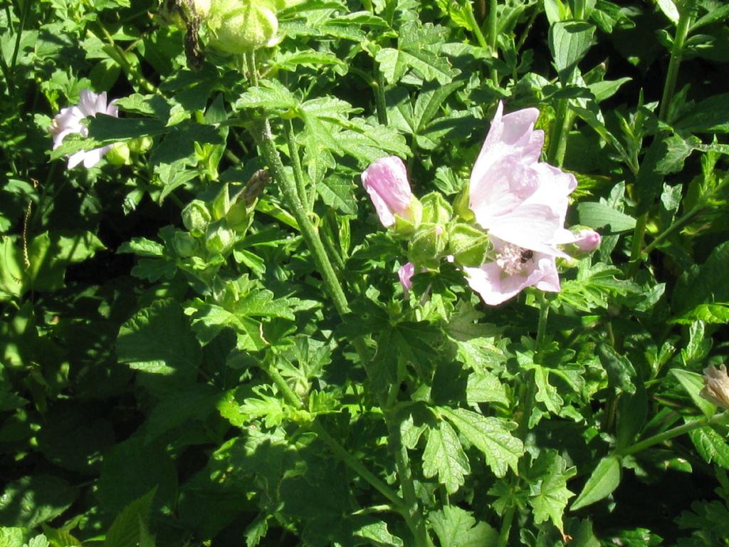 Malva alcea