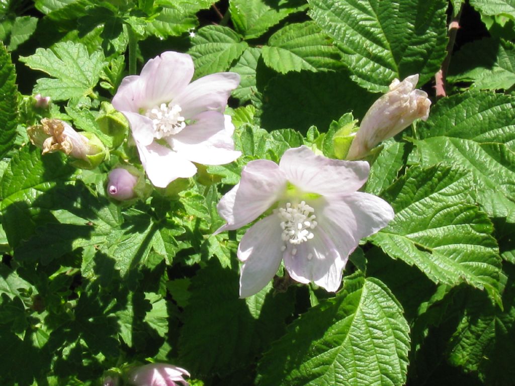 Malva alcea