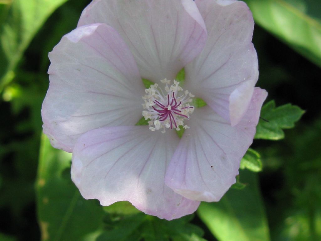 Malva alcea