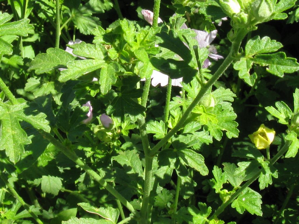 Malva alcea