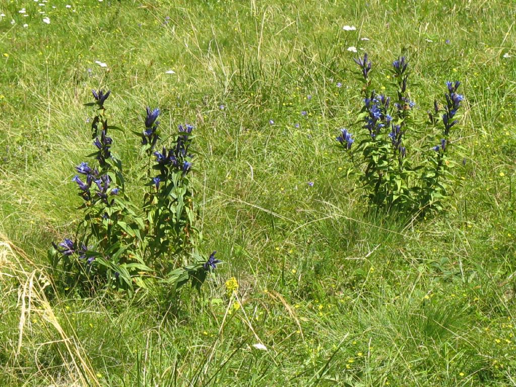 Gentiana asclepiadea?