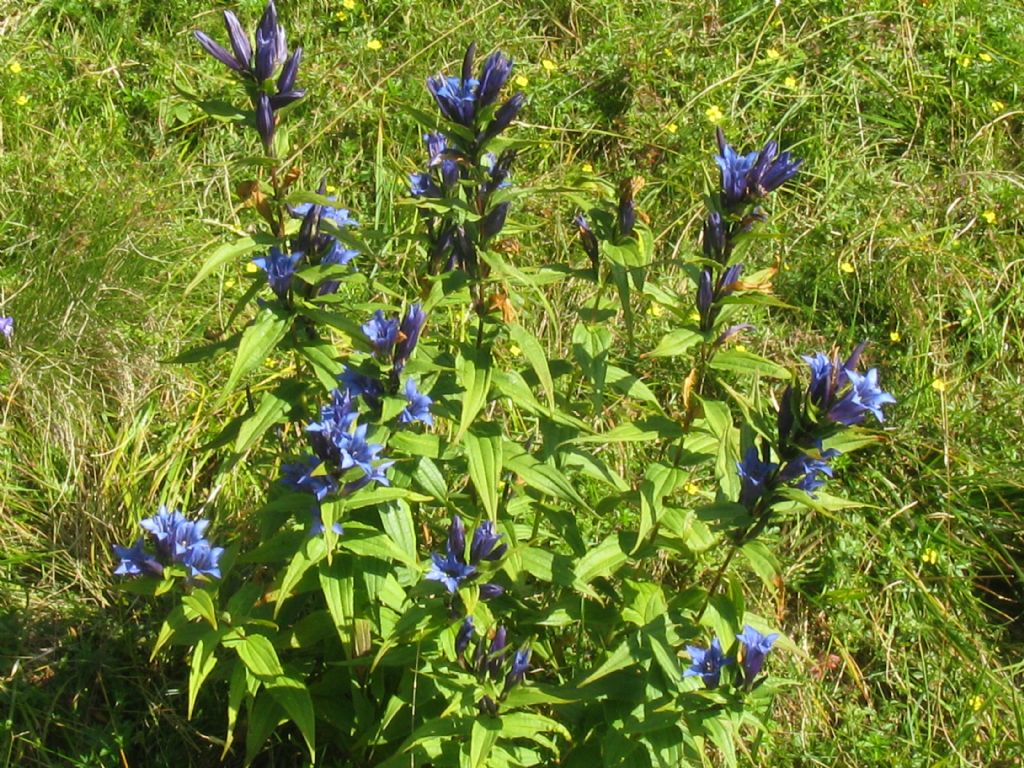 Gentiana asclepiadea?