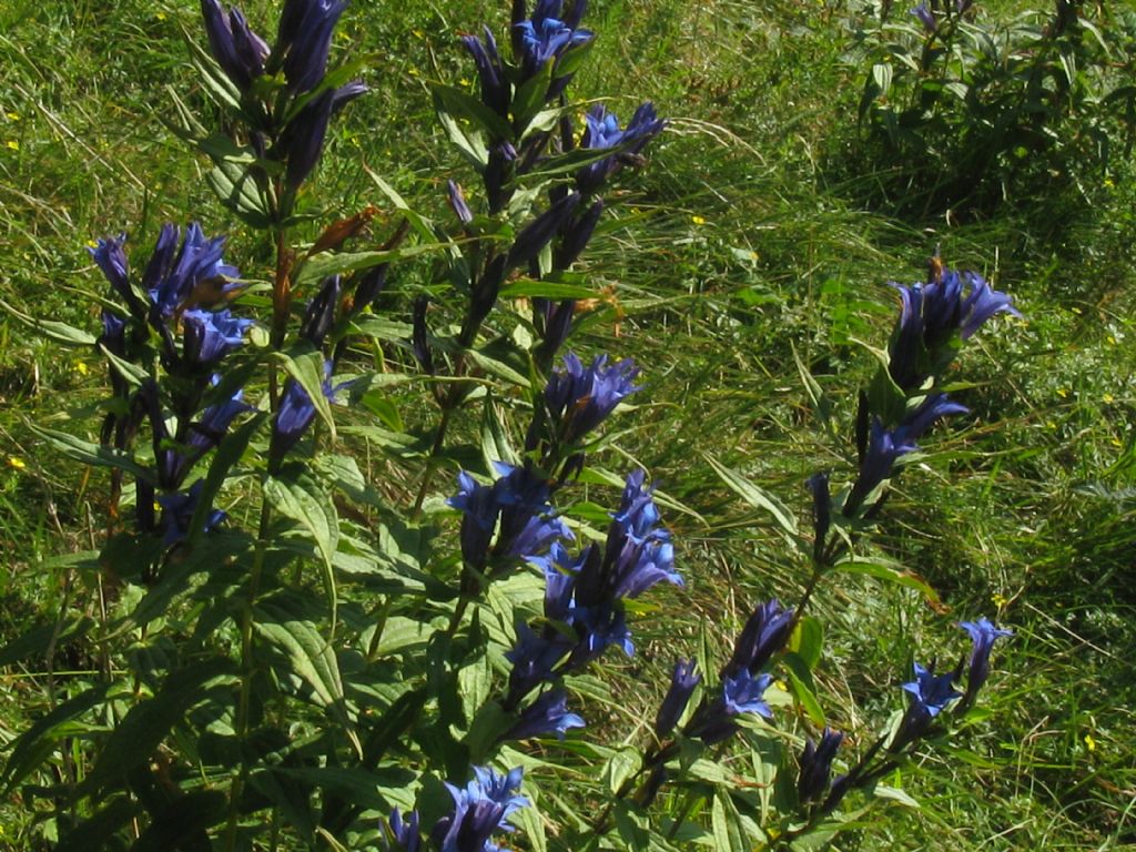 Gentiana asclepiadea?