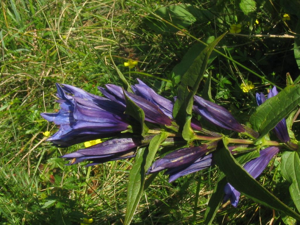 Gentiana asclepiadea?