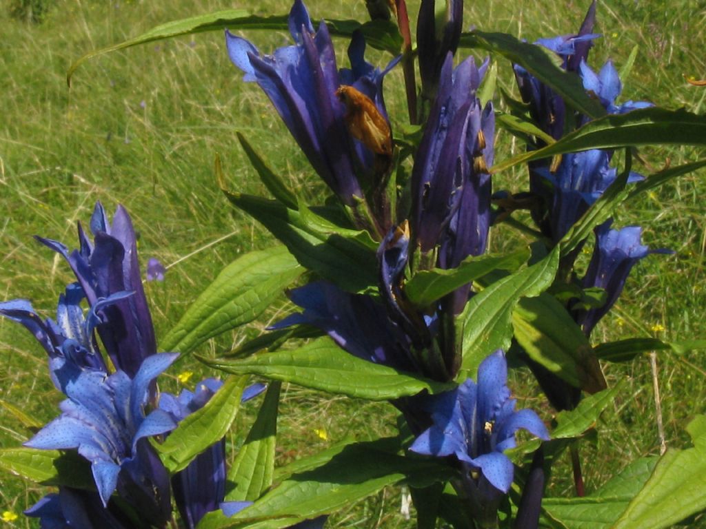 Gentiana asclepiadea?