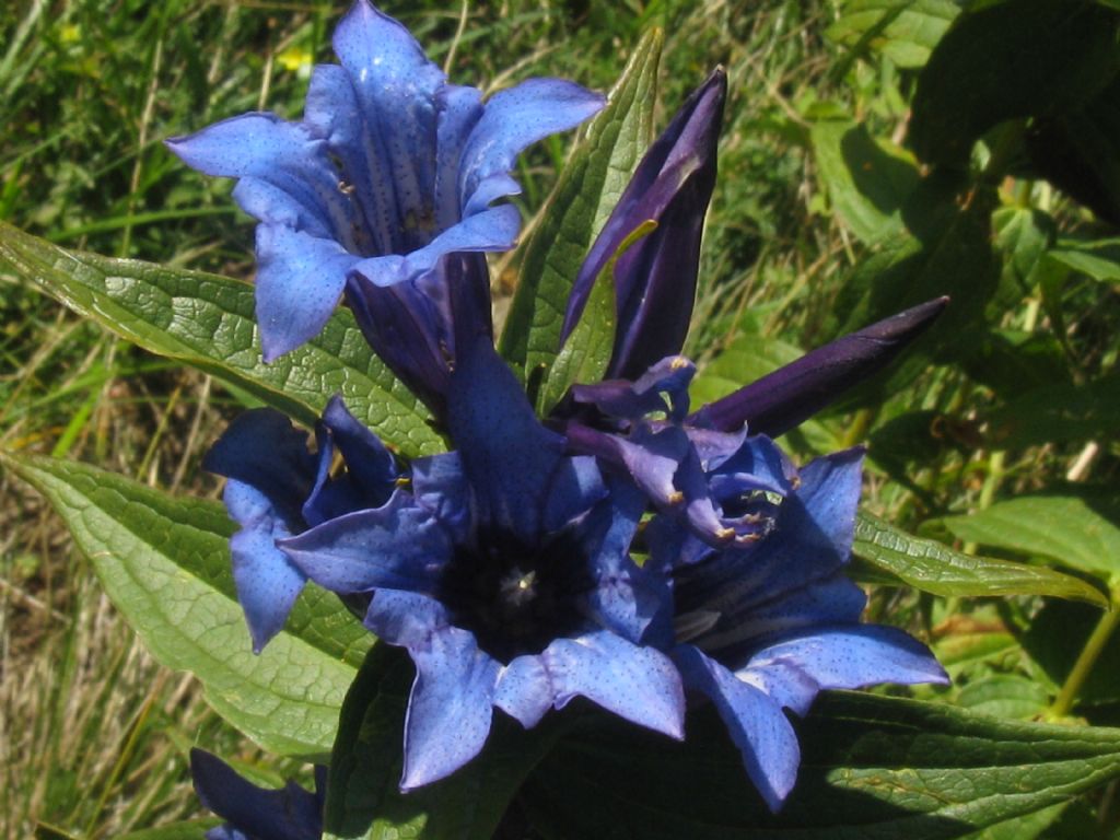 Gentiana asclepiadea?