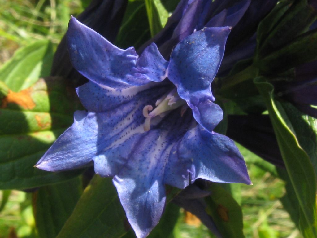 Gentiana asclepiadea?