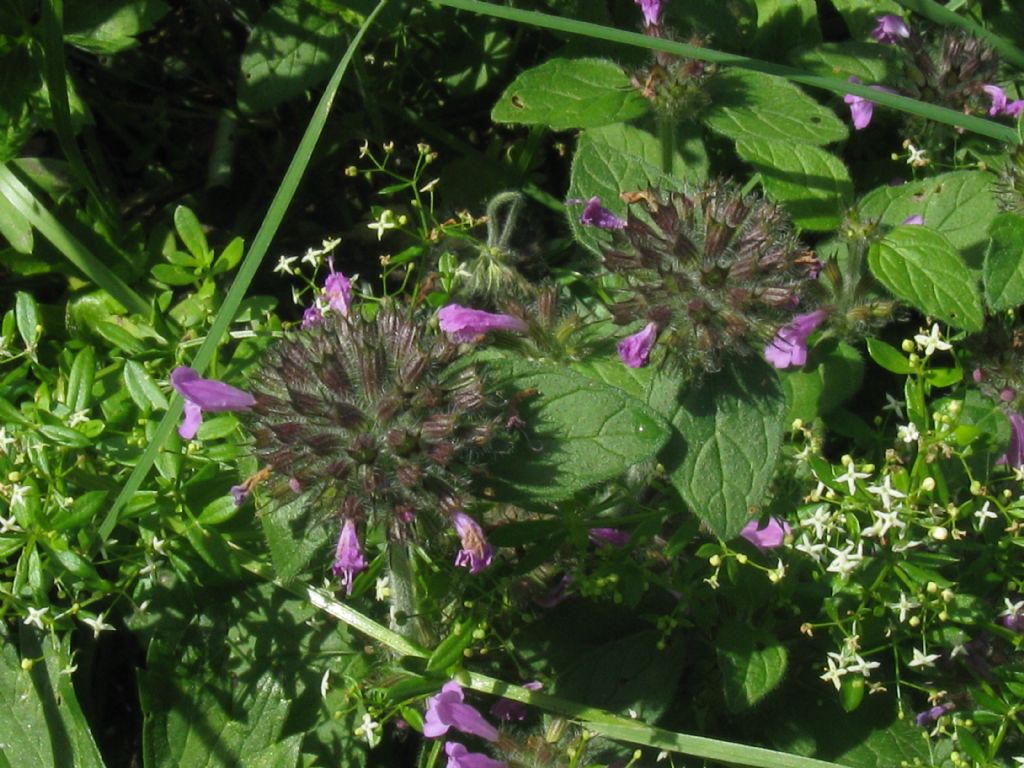 Clinopodium vulgare?