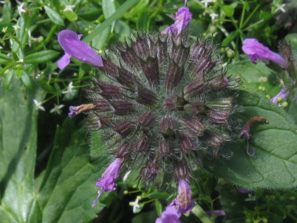 Clinopodium vulgare?