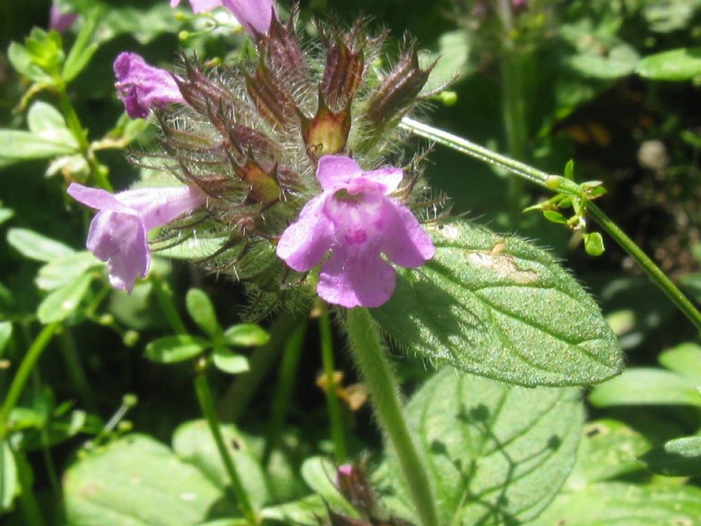 Clinopodium vulgare?