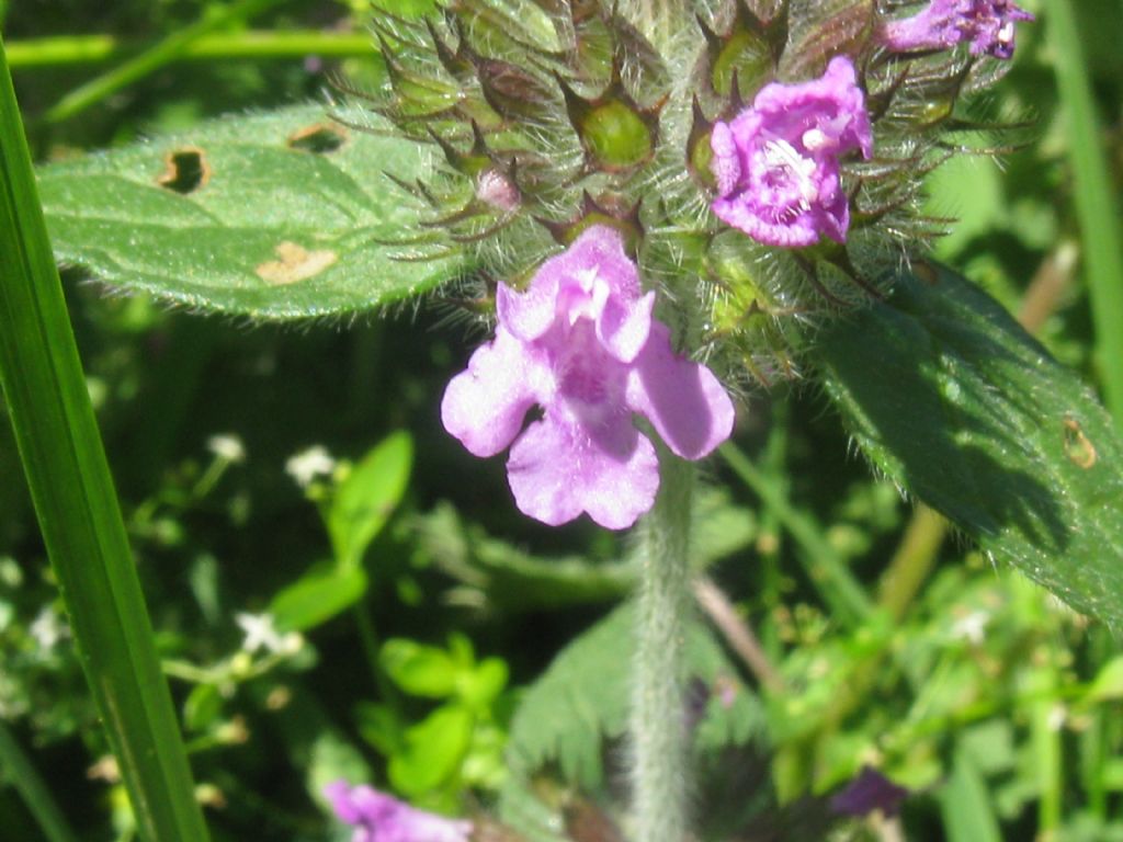 Clinopodium vulgare?