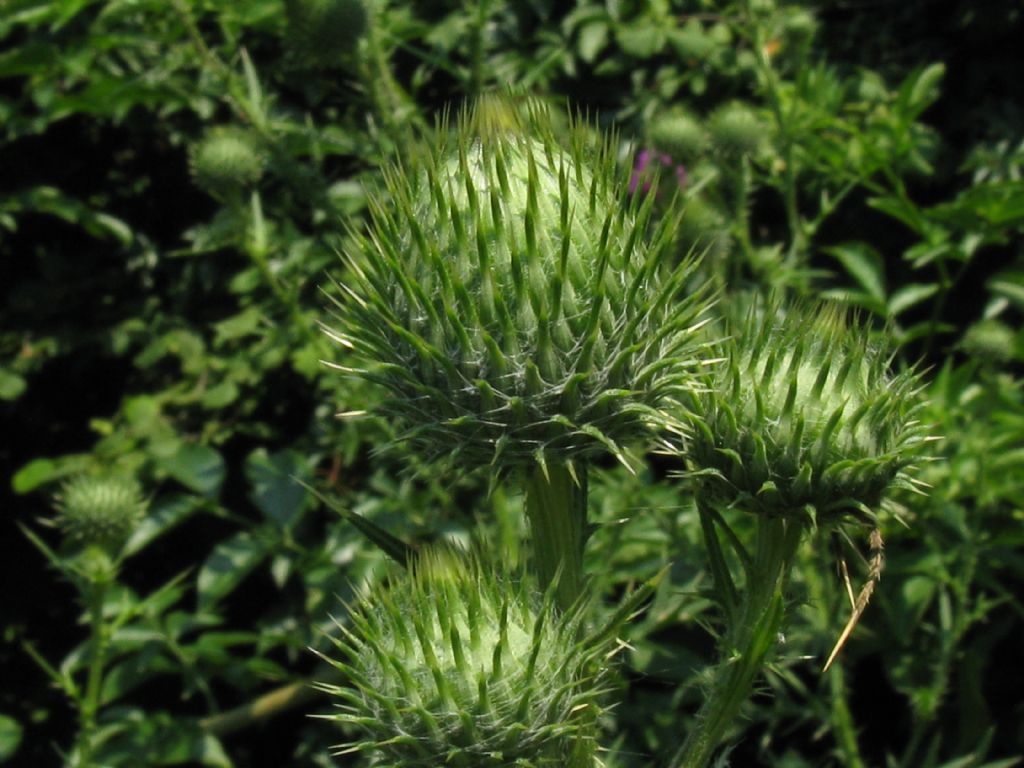 Cirsium vulgare