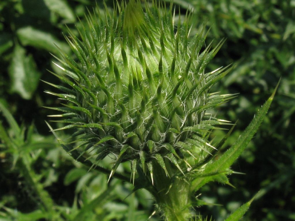 Cirsium vulgare