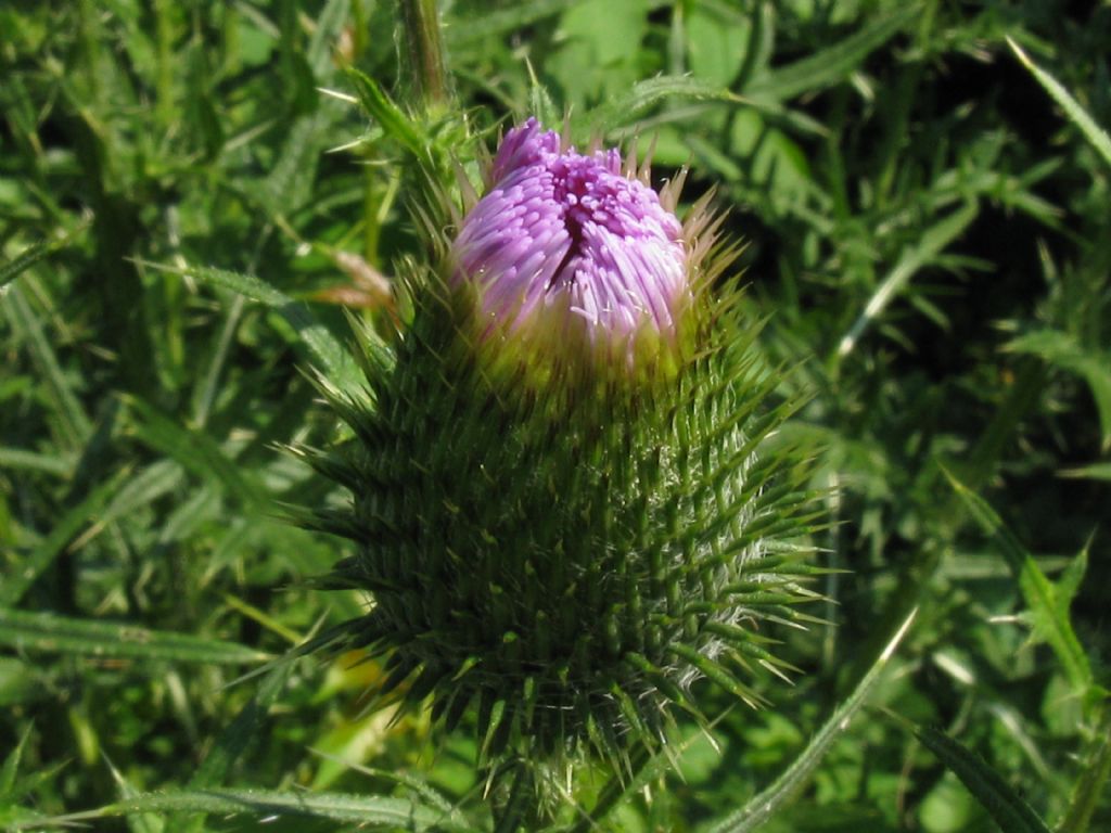 Cirsium vulgare