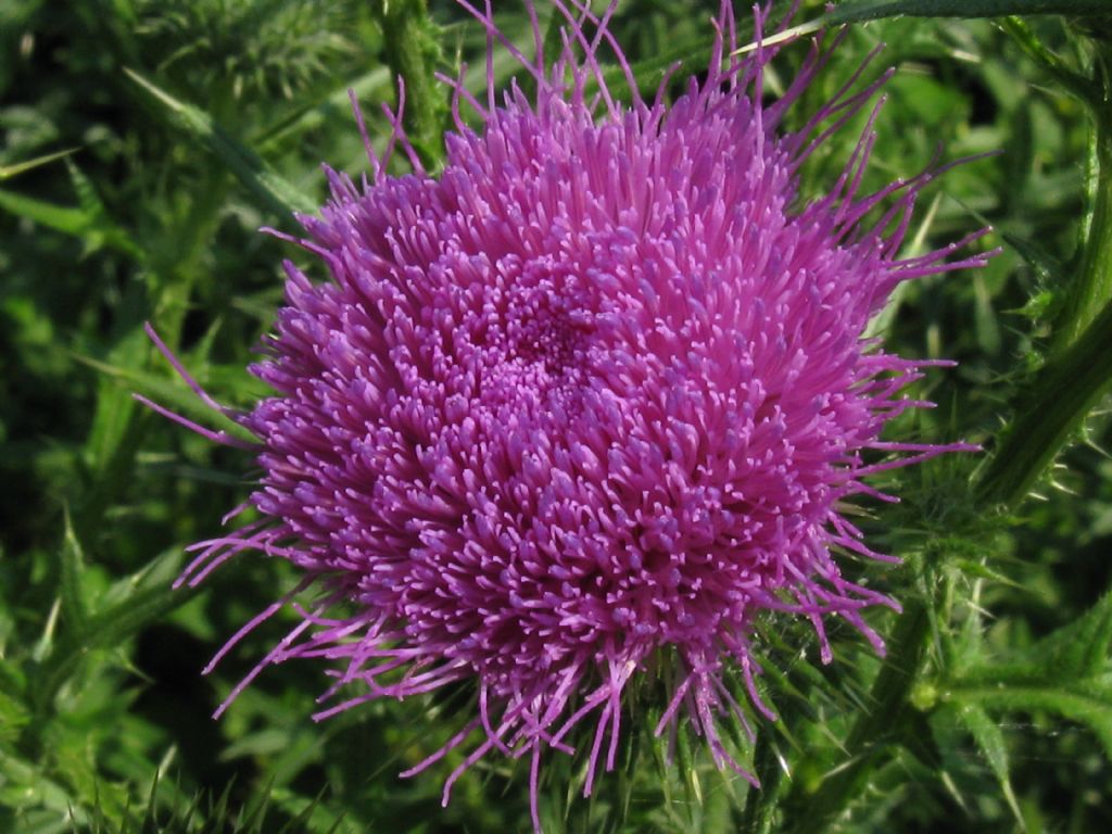 Cirsium vulgare