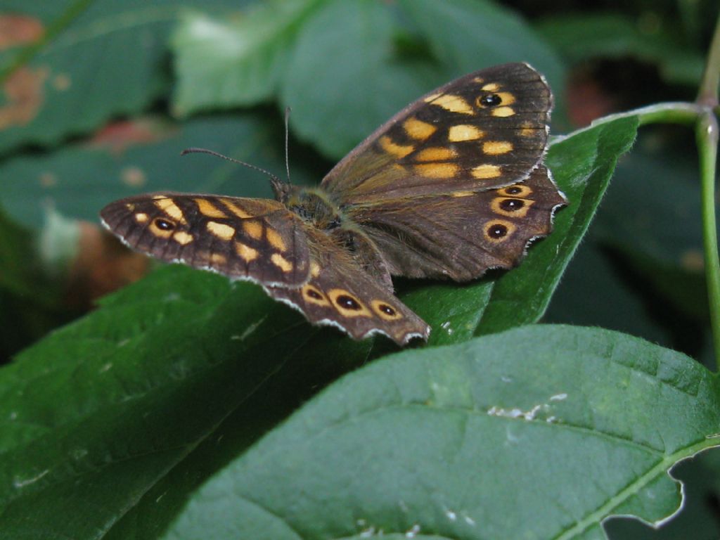 Pararge aegeria, Nymphalidae