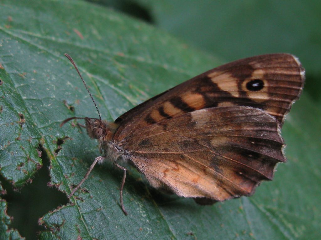 Pararge aegeria, Nymphalidae