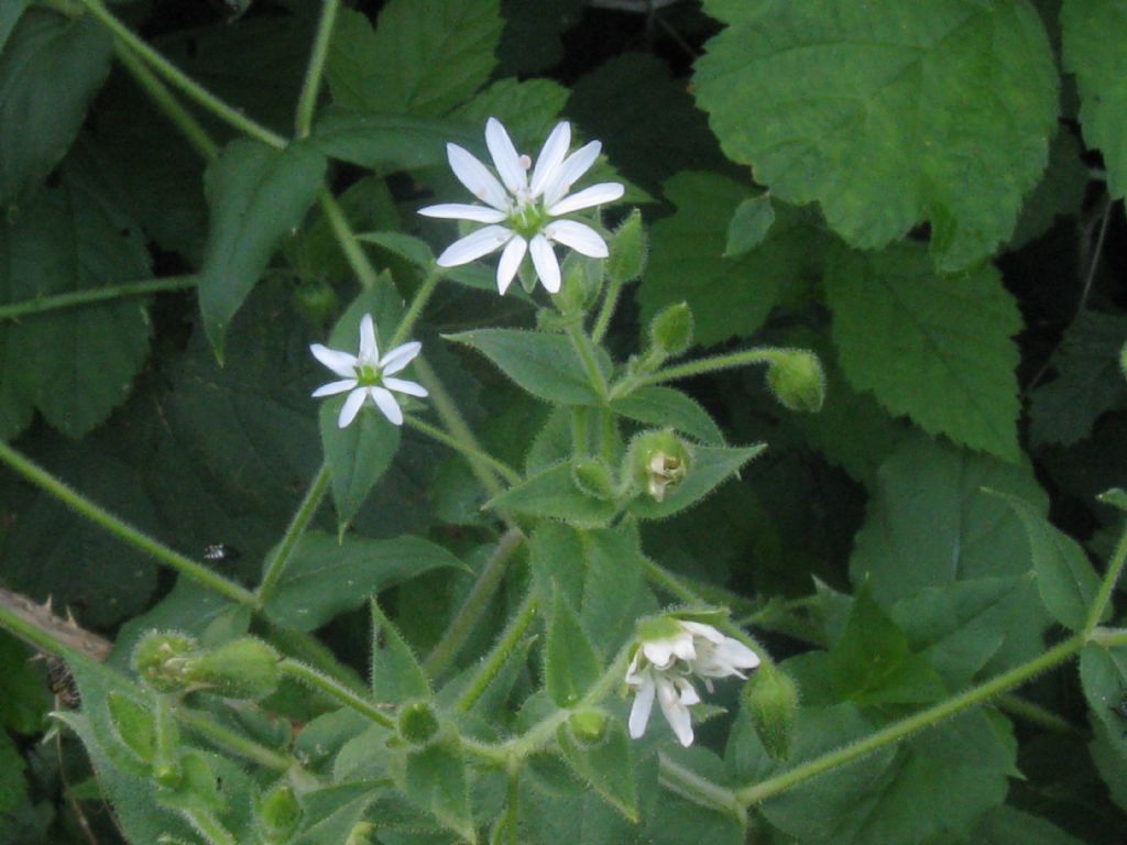 Stellaria neglecta / Centocchio a fiori grandi