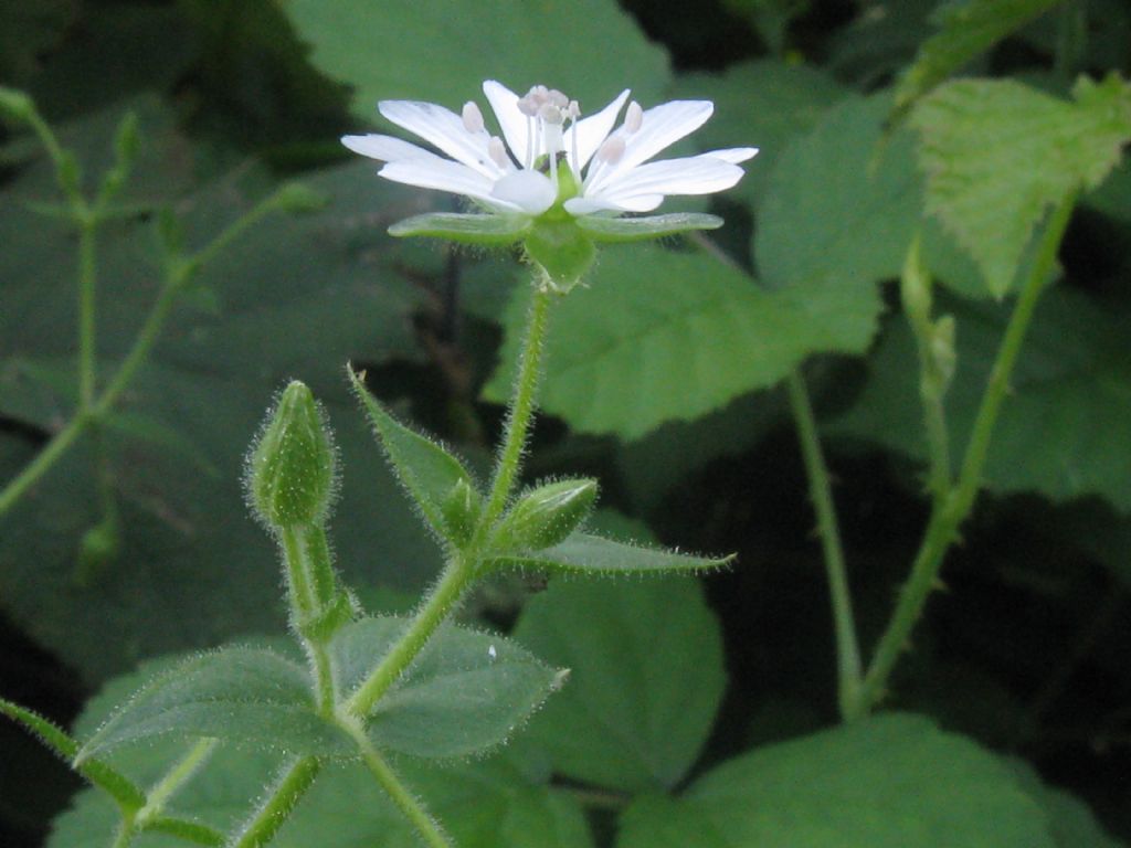 Stellaria neglecta / Centocchio a fiori grandi