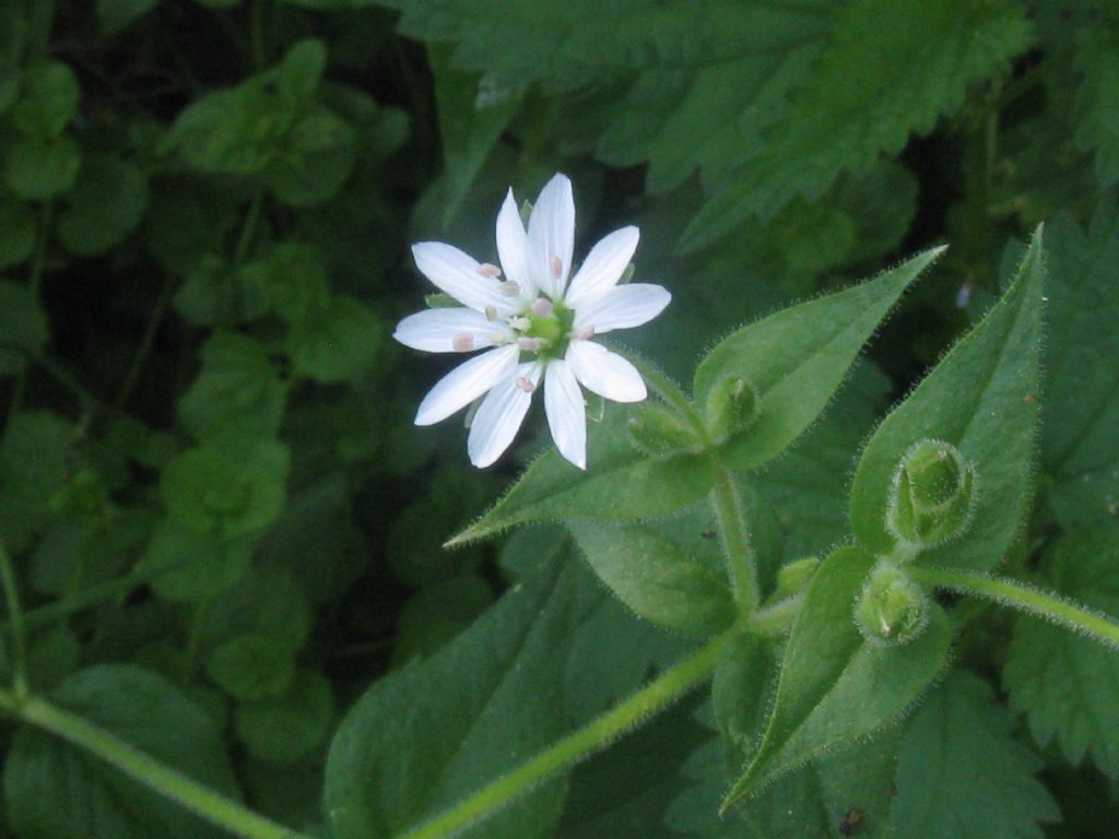 Stellaria neglecta / Centocchio a fiori grandi