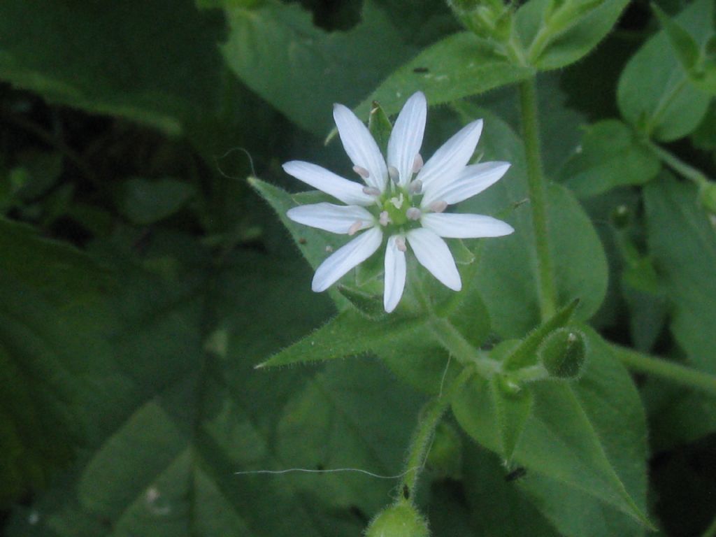 Stellaria neglecta / Centocchio a fiori grandi