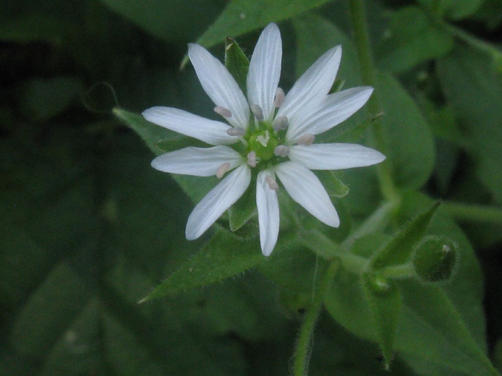 Stellaria neglecta / Centocchio a fiori grandi