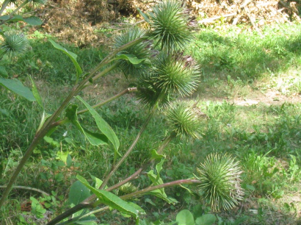 Arctium nemorosum