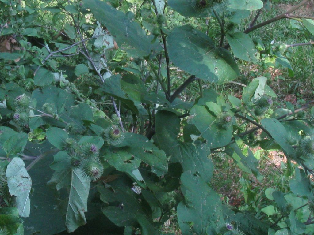 Arctium nemorosum