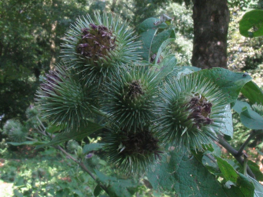 Arctium nemorosum